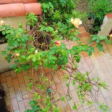 Maison Charmante A Sainte-marie Avec Grand Jardin * סנט-מארי-לה-מר