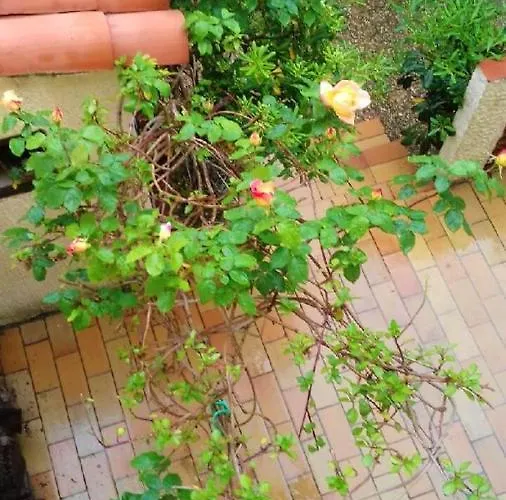 Maison Charmante A Sainte-marie Avec Grand Jardin * Σαιντ-Μαρί-ντε-λα-Μερ